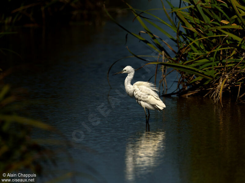 Little Egret, identification, Behaviour