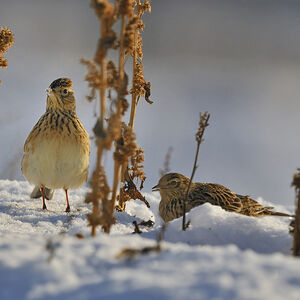 Eurasian Skylark 
&copy; Alain Chappuis