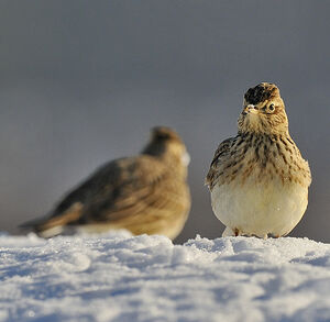 Eurasian Skylark 
&copy; Alain Chappuis