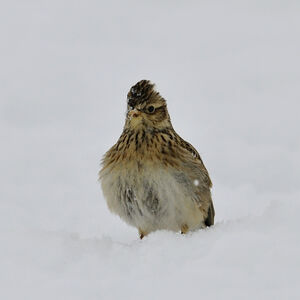 Eurasian Skylark 
&copy; Alain Chappuis