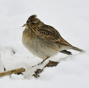 Eurasian Skylark 
&copy; Alain Chappuis