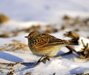 Eurasian Skylark 
&copy; Alain Chappuis