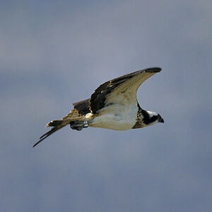 Western Osprey 
&copy; Alain Chappuis