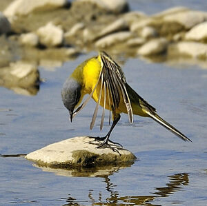 Bergeronnette printani�re 
&copy; Alain Chappuis