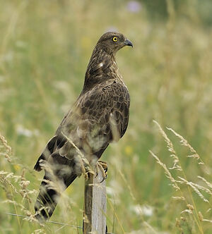 European Honey Buzzard 
&copy; Alain Chappuis