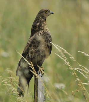 European Honey Buzzard 
&copy; Alain Chappuis