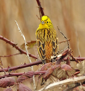 Bruant jaune 
&copy; Alain Chappuis
