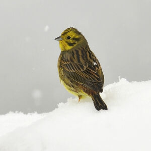Bruant jaune 
&copy; Alain Chappuis