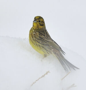Bruant jaune 
&copy; Alain Chappuis