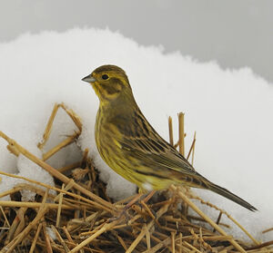 Bruant jaune 
&copy; Alain Chappuis