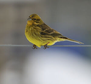 Bruant jaune 
&copy; Alain Chappuis
