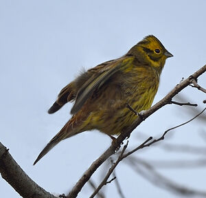 Bruant jaune 
&copy; Alain Chappuis