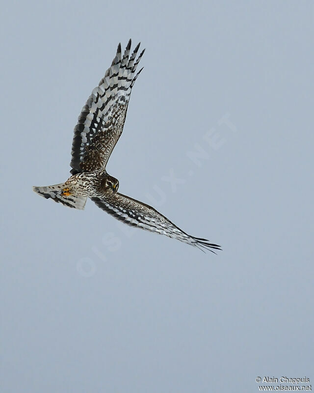 Hen Harrier female adult, identification, Flight, Behaviour