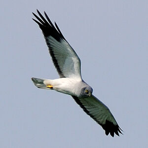 Hen Harrier