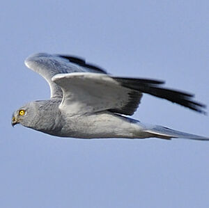 Hen Harrier 
&copy; Alain Chappuis