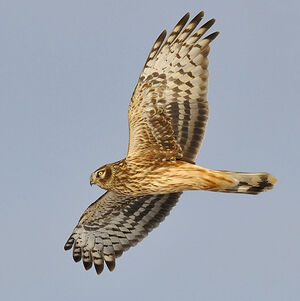 Hen Harrier 
&copy; Alain Chappuis
