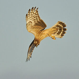 Hen Harrier 
&copy; Alain Chappuis