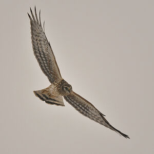 Hen Harrier 
&copy; Alain Chappuis