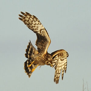 Hen Harrier 
&copy; Alain Chappuis