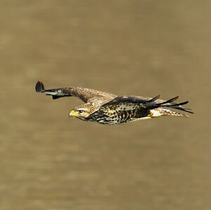 Common Buzzard 
&copy; Alain Chappuis