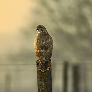 Common Buzzard 
&copy; Alain Chappuis