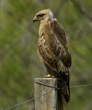 Common Buzzard 
&copy; Alain Chappuis