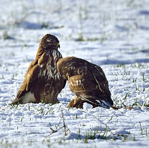 Common Buzzard 
&copy; Alain Chappuis