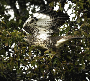 Buse variable