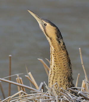 Eurasian Bittern