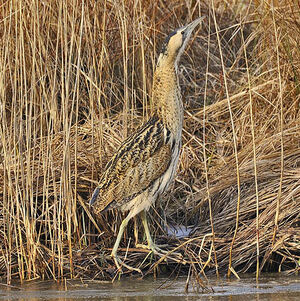 Eurasian Bittern