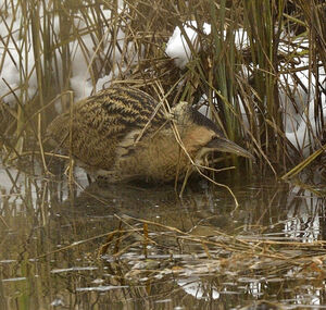 Eurasian Bittern