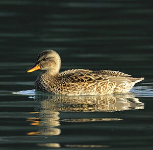 Canard chipeau