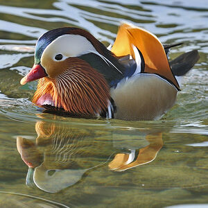 Canard mandarin