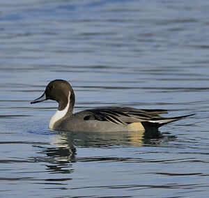 Canard pilet