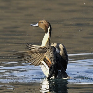 Canard pilet