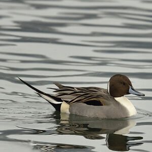 Northern Pintail 
&copy; Alain Chappuis