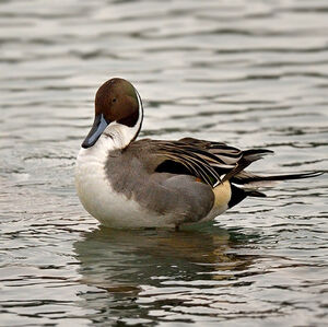 Northern Pintail 
&copy; Alain Chappuis