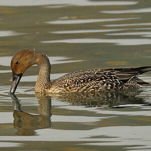 Canard pilet