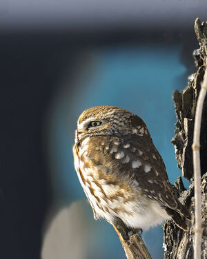 Chev�che d'Ath�na 
&copy; Alain Chappuis