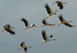 Cigogne blanche 
&copy; Alain Chappuis
