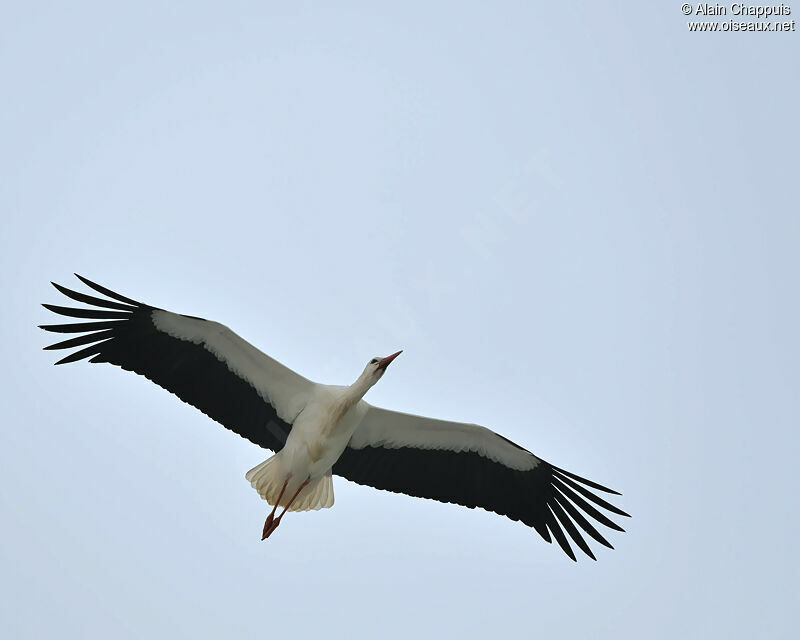 White Storkadult, identification, Flight, Behaviour