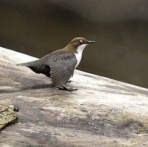 Cincle plongeur 
&copy; Alain Chappuis