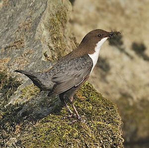 Cincle plongeur 
&copy; Alain Chappuis