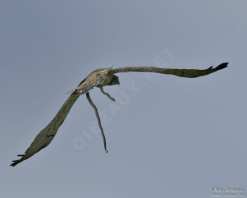 Short-toed Snake Eagleadult, identification, Flight, feeding habits, Behaviour