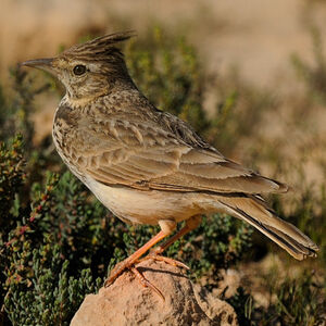 Crested Lark 
&copy; Alain Chappuis
