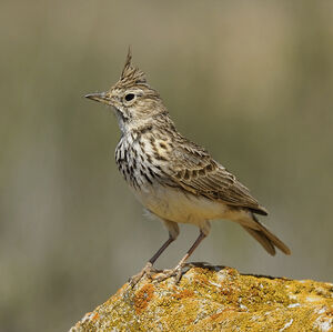 Crested Lark 
&copy; Alain Chappuis