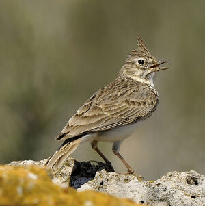 Crested Lark 
&copy; Alain Chappuis