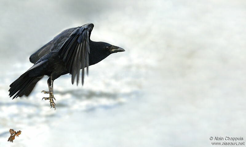 Carrion Crow, identification, Flight, Behaviour