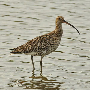 Eurasian Curlew 
&copy; Alain Chappuis