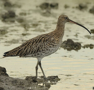 Eurasian Curlew 
&copy; Alain Chappuis